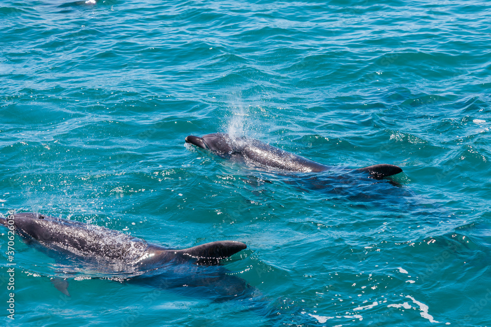 Naklejka premium Pair of dolphins in Bay of Islands, New Zealand