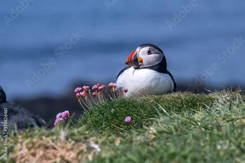 Atlantic puffin photographed in Scotland  in Europe. Picture made in 2019.