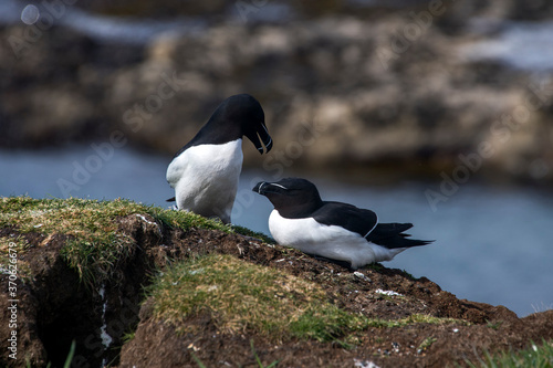Razorbill photographed in Scotland, in Europe. Picture made in 2019.
