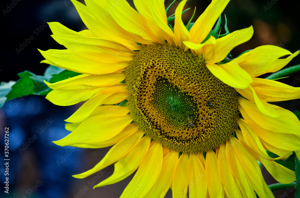 Naklejka premium sunflower close