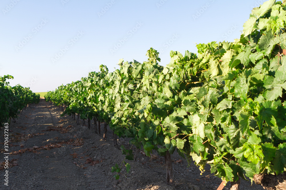 Mediterranean vineyard landscape. Green leaves and grapes. row of vineyards