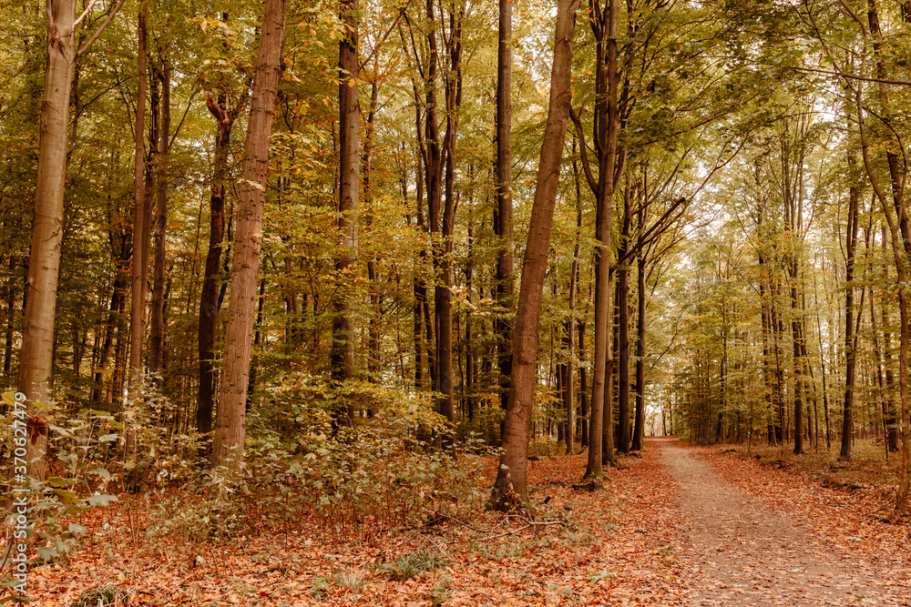 Fototapeta premium Footpath through beech forest in fall colors