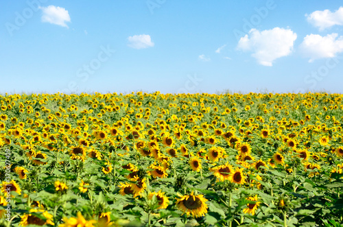 sunflower field