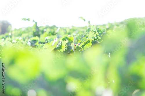 Mediterranean vineyard landscape. Green leaves and grapes. Leaves details © Juan