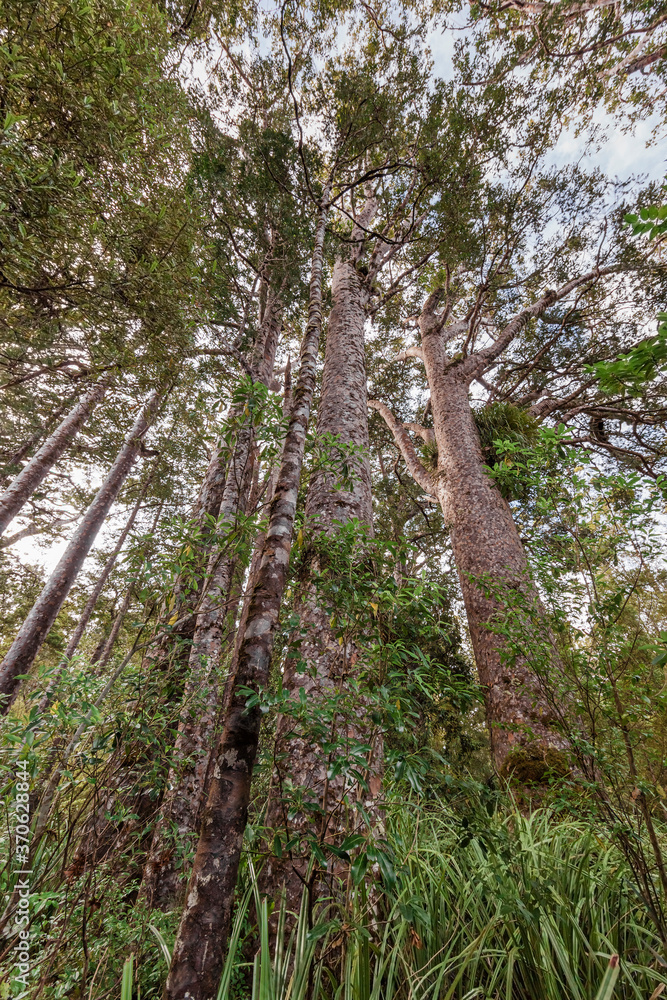 Fototapeta premium Tall Kauri Trees in Waipoua Forest