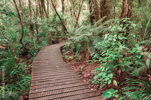 Boardwalk in dense forest © amelie