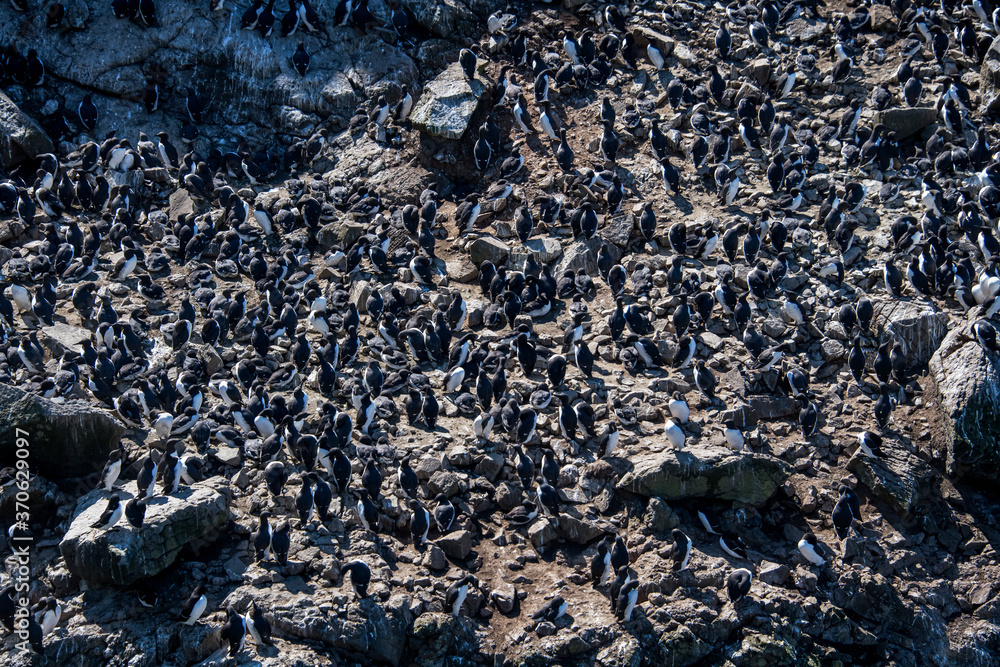 Common murre photographed in Scotland, in Europe. Picture made in 2019. Common murre photographed in Scotland, in Europe. Picture made in 2019.
