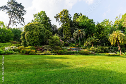 Lawn on the background of flowering rhododendrons, palm trees and mixed forest. photo