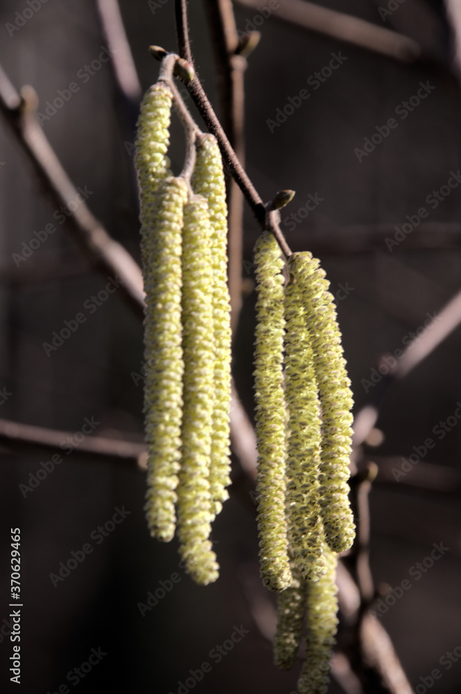 Naklejka premium Hazel catkins (Corylus sp.) in Swiss hedgerow, European Alps