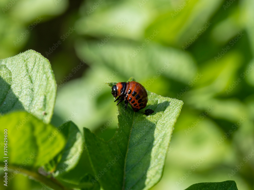 the larva of the Colorado potato beetle on a green potato leaf in summer on a Sunny day. Insect pests the larva of the Colorado potato beetle on a green potato leaf in summer on a Sunny day. Insect pests