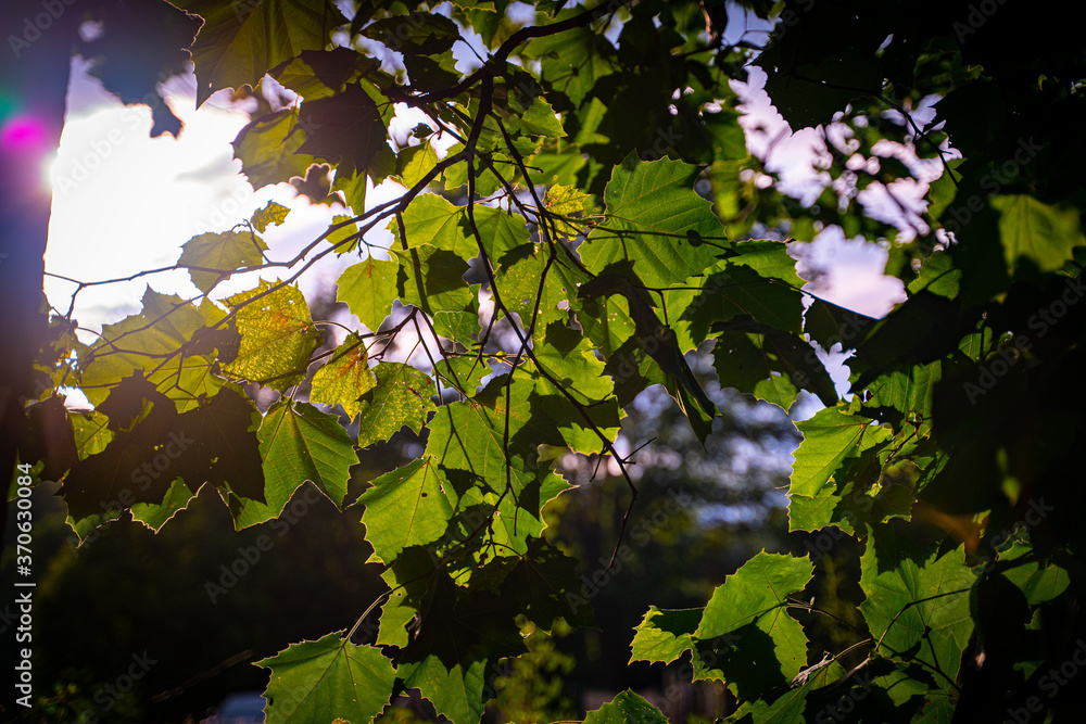 Sun through the trees