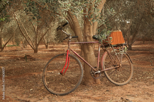 an old Bicycle is leaning against a tree in the middle of an olive grove