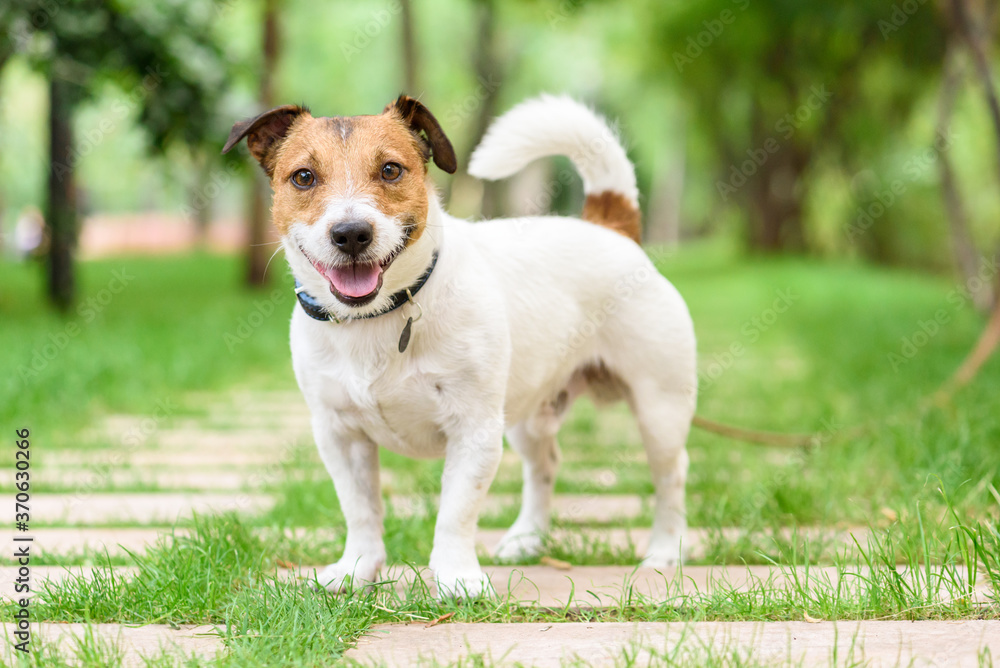 Happy cute pet dog looking into camera walking in park Happy cute pet dog looking into camera walking in park