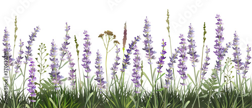 Lavender decorative field. Lavender background. Vector illustration