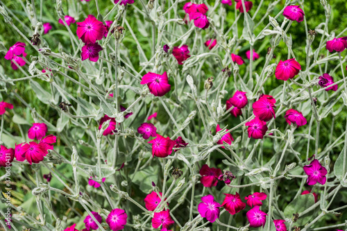 Silene coronaria flowers, also known like dusty miller, mullein-pink, bloody William or Lychnis coronaria.