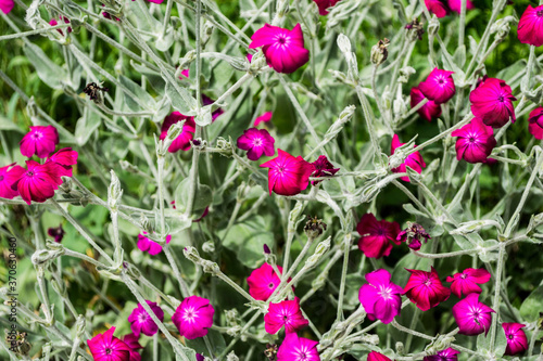 Silene coronaria flowers, also known like dusty miller, mullein-pink, bloody William or Lychnis coronaria. photo