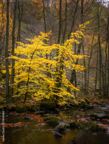 Vibrant autumnal colours in the dark moody forests of S  der  sens Nationalpark  Sweden