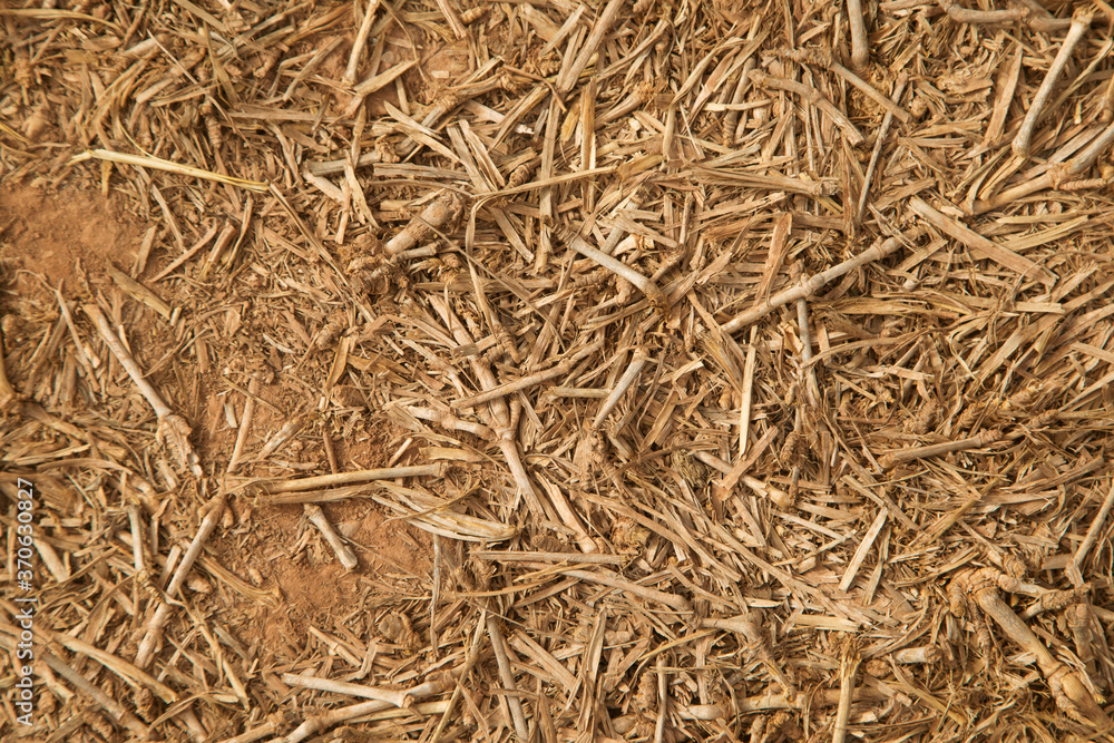 dried branches on the ground, texture