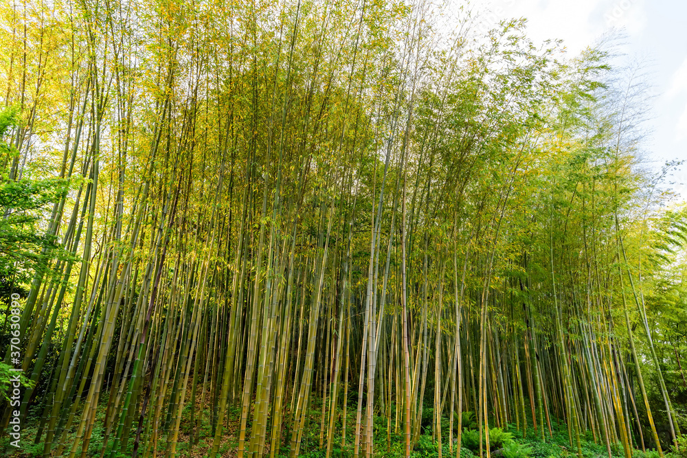 Bamboo grove in the rays of the setting sun Bamboo grove in the rays of the setting sun