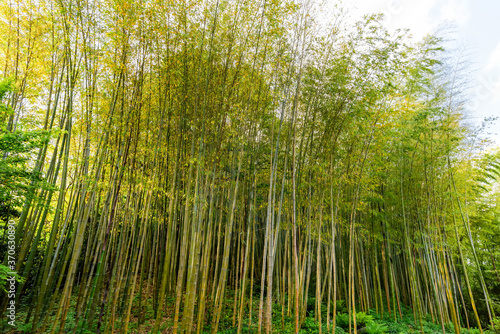 Bamboo grove in the rays of the setting sun