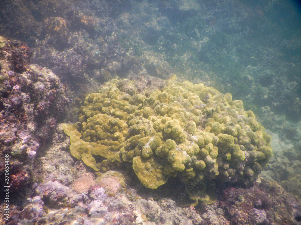 Fototapeta premium Corals and reefs at Boipeba, Bahia, Brazil