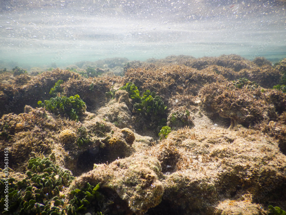 Corals and reefs at Boipeba, Bahia, Brazil