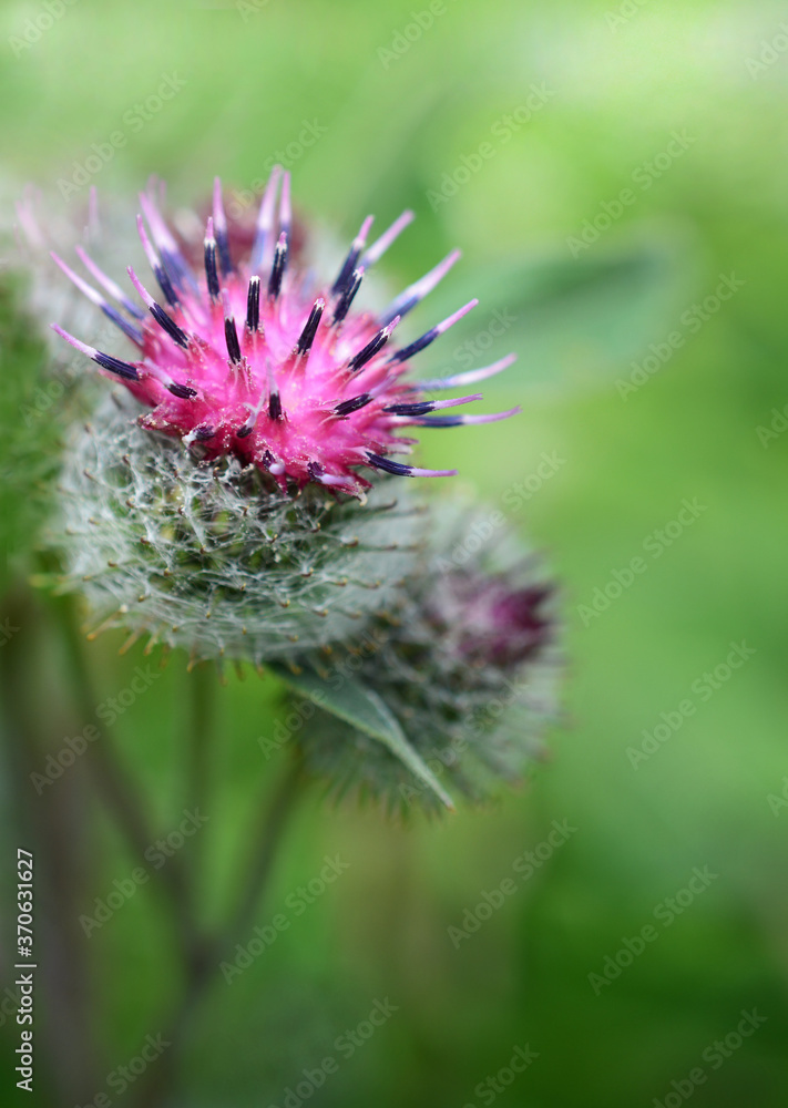 Burdock flower on a natural background close up Burdock flower on a natural background close up