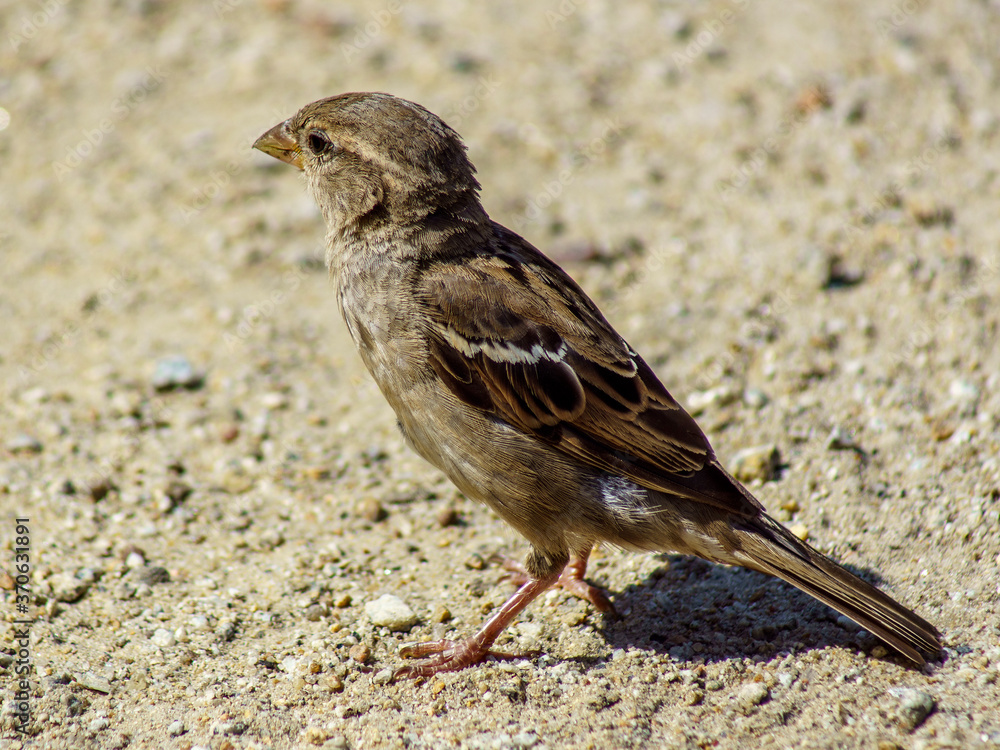 Fototapeta premium wróbel