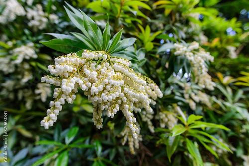 Clusters of flowers of lily of the valley tree ( Clethra arborea ) photo