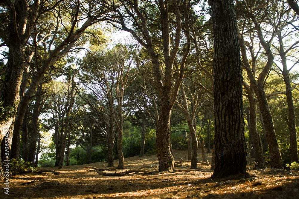 A nice afternoon in a Capri forest A nice afternoon in a Capri forest