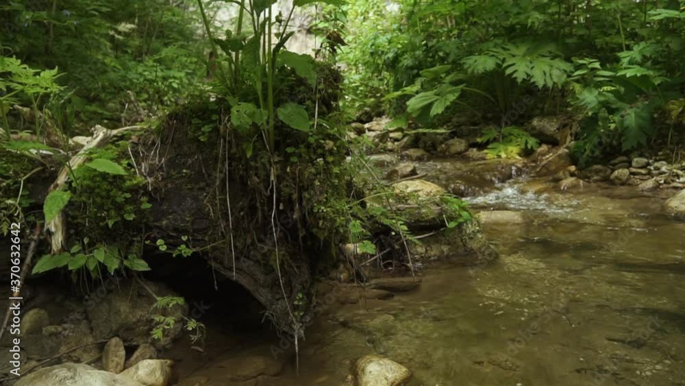 Stone with moss in forest creek, water running through wonderful park. Slow motion B-roll footage Stone with moss in forest creek, water running through wonderful park. Slow motion B-roll footage