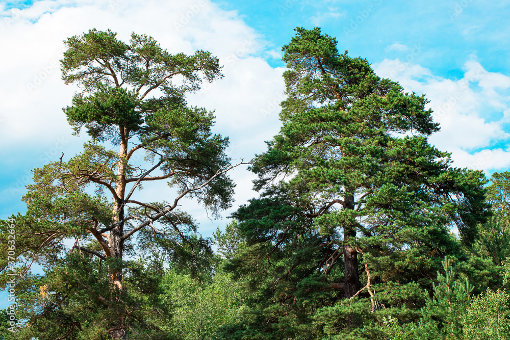 Fototapeta premium Beautiful view of the pine forest. Wild flora, nature