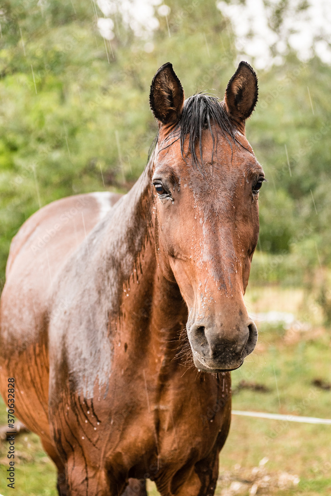 A wet horse with raindrops running down on fur. A horse standing in a green pasture during a downpour rain.