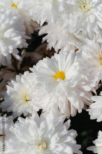 dew on a white chrysanthemum flowers 