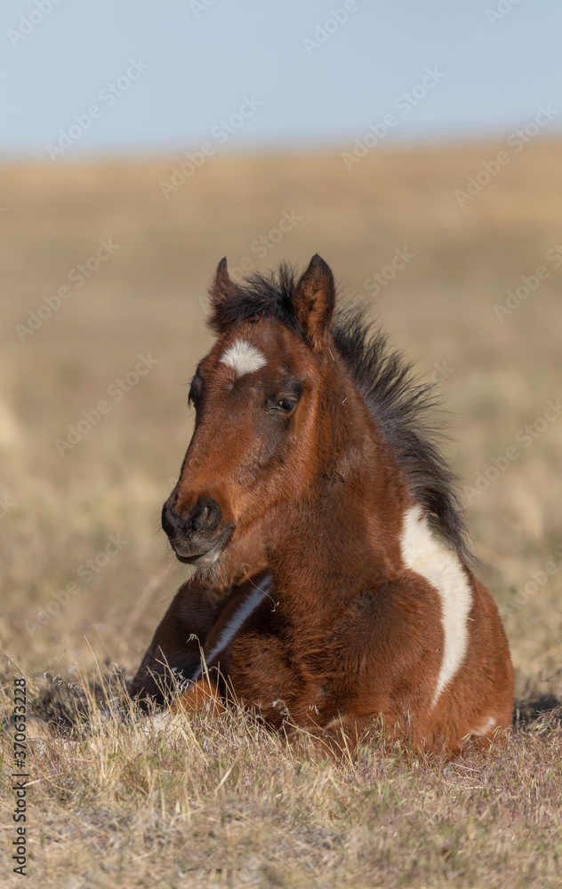 Fototapeta premium Cute Wild Horse Foal in the Utah Desert