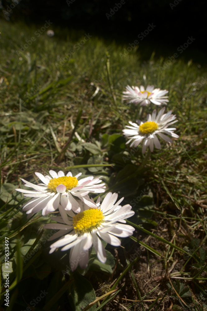 Bellis perennis, Lawn daisy in Spring; beetle's eye-level portrait Bellis perennis, Lawn daisy in Spring; beetle's eye-level portrait