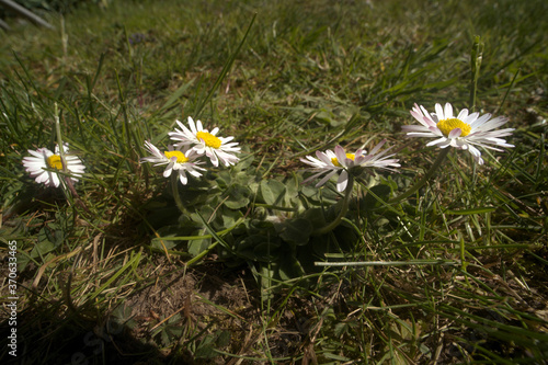 Bellis perennis, Lawn daisy in Spring; beetle's eye-level portrait photo