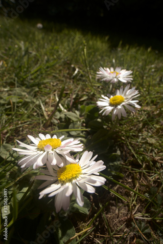 Bellis perennis  Lawn daisy in Spring  beetle s eye-level portrait