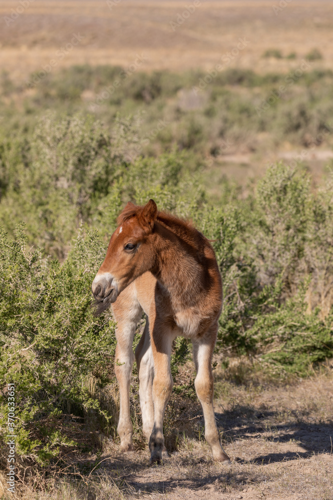 Fototapeta premium Cute Wild Horse Foal in the Utah Desert