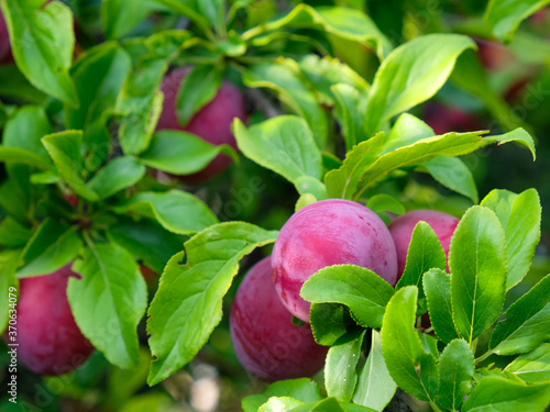 Ripe plums on a branch in the garden
