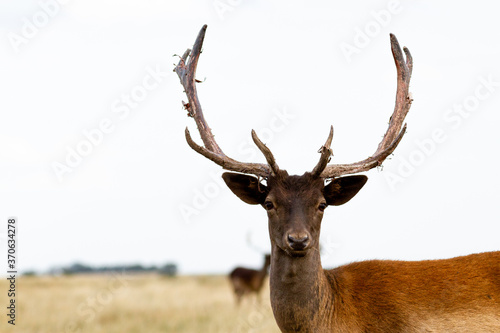 Fallow - Head of male of fallow deer. Dama dama - Beautiful natural grassland with animals.