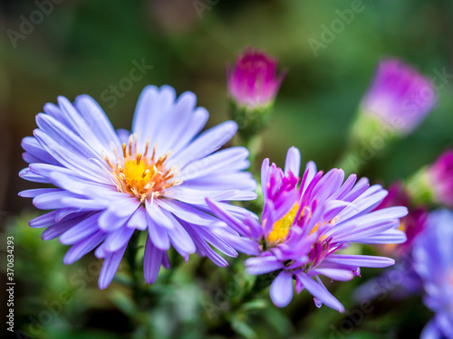 Tableau sur toile Purple blue New England Aster flowers