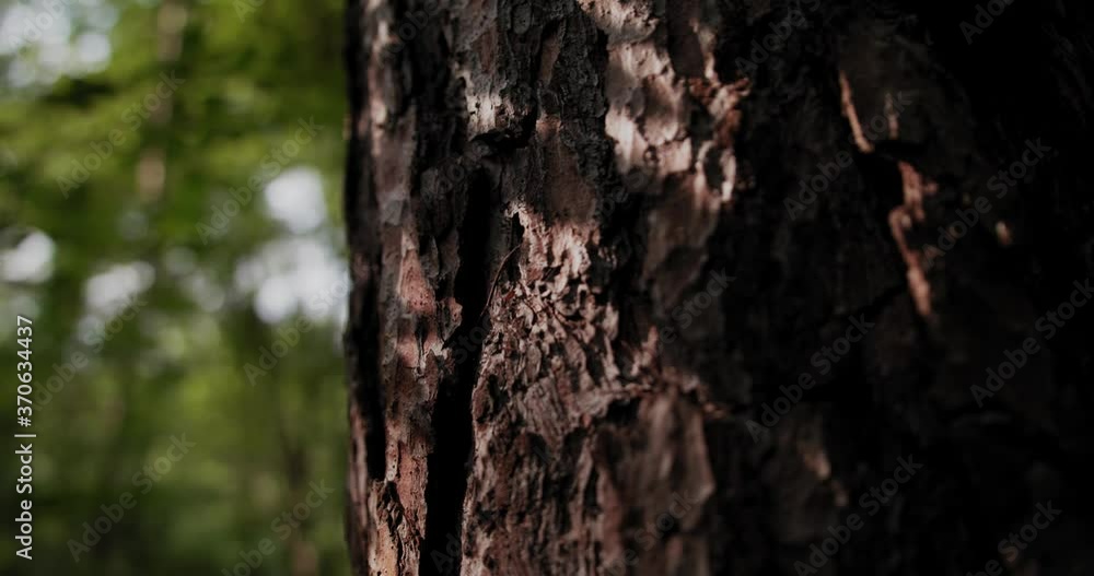 Beautiful treebark surrounded by the green vegitation of the forest Beautiful treebark surrounded by the green vegitation of the forest