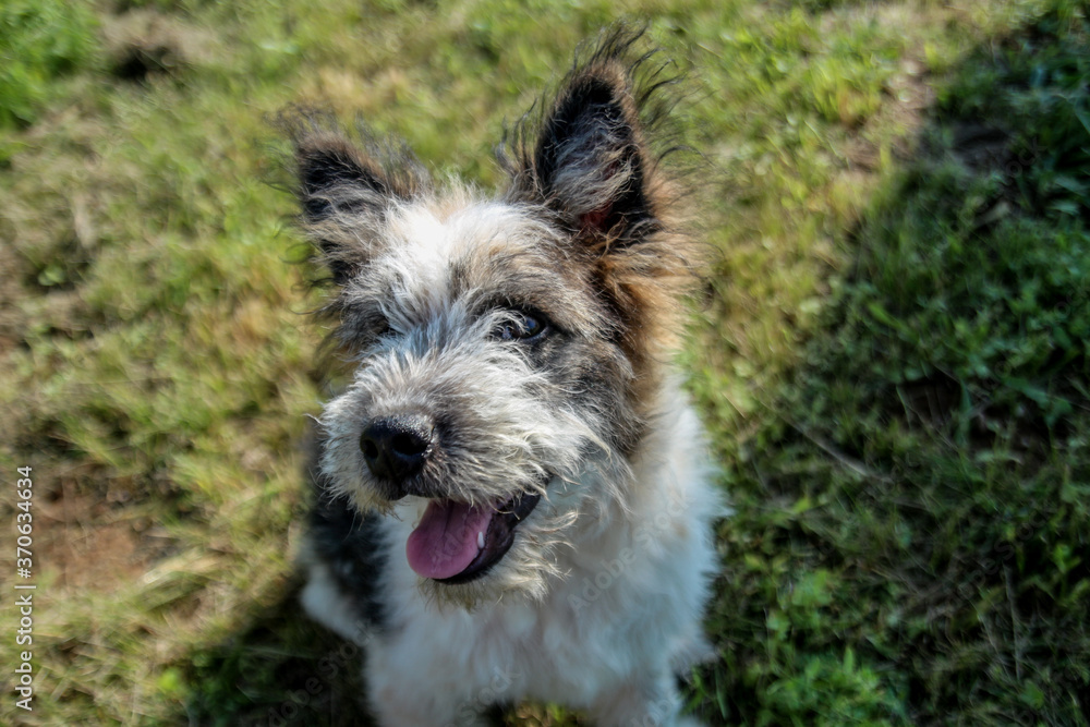 dog smiling at the camera with open eyes dog smiling at the camera with open eyes