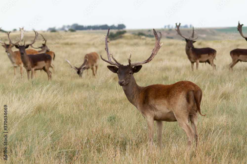 Obraz premium Fallow - Group of male of fallow deer. Dama dama - Beautiful natural grassland with animals.