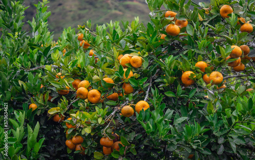 Photograph of a tangerine tree with many ripe fruits in the Cauca Valley, Colombia.
