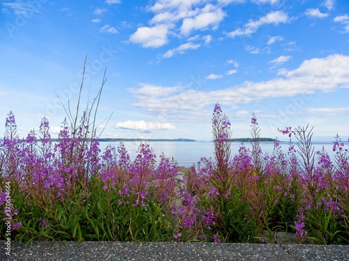 Fireweed at the spectacular shore of Sidney BC, Vancouver Island, Canada