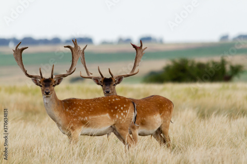 Fallow - Group of male of fallow deer. Dama dama - Beautiful natural grassland with animals.