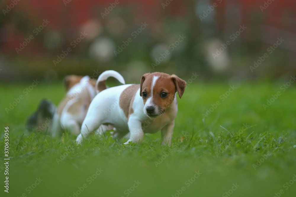Jack Russel Terrier Welpen auf einer Wiese
