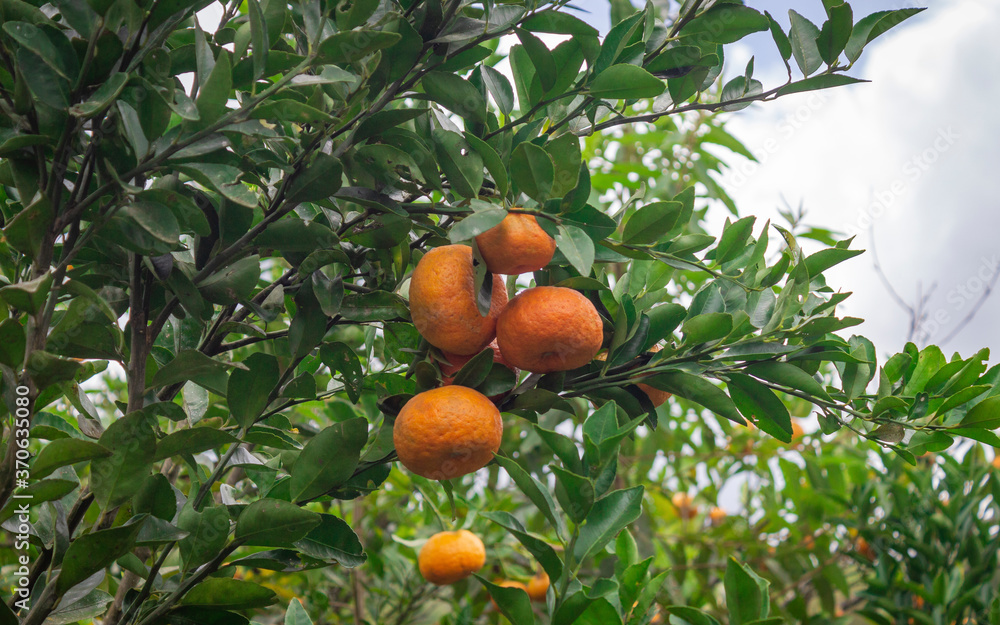 Photograph of a tangerine tree with many ripe fruits in the Cauca Valley, Colombia.
Photograph of a tangerine tree with many ripe fruits in the Cauca Valley, Colombia.